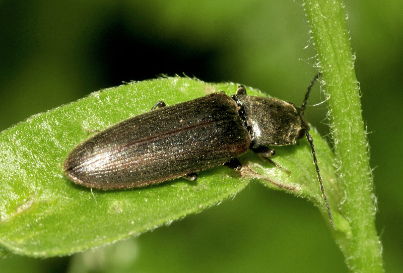 Elateridae:  Athous sp.